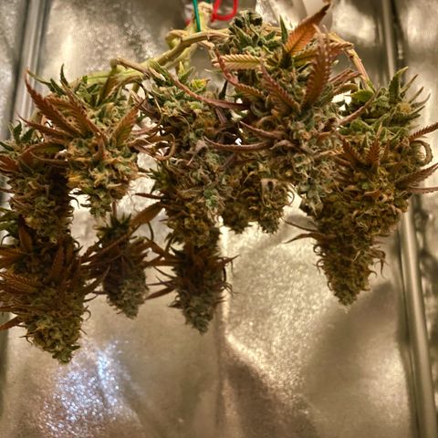 Purple Queen growlog timeline photo