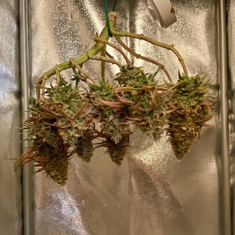 Purple Queen growlog timeline photo