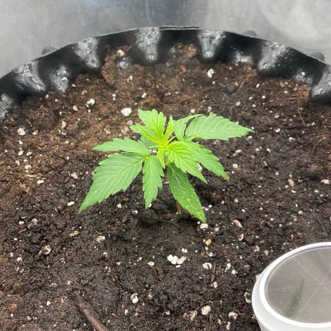Gorilla Glue Auto growlog timeline photo