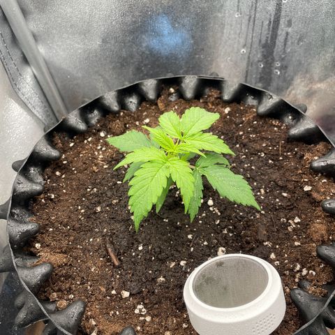 Gorilla Glue Auto growlog timeline photo