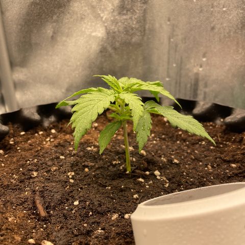 Gorilla Glue Auto growlog timeline photo