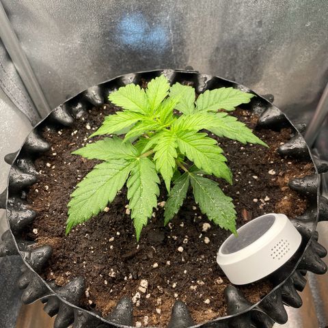 Gorilla Glue Auto growlog timeline photo
