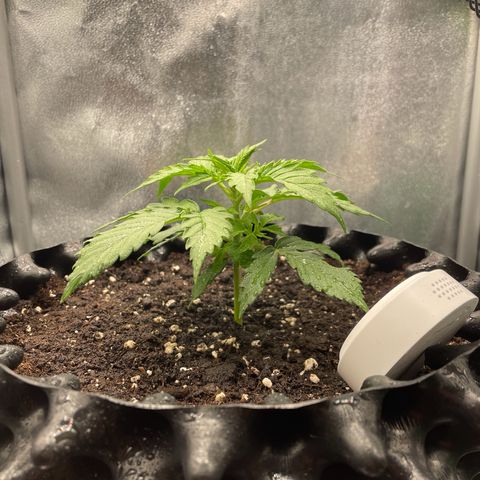 Gorilla Glue Auto growlog timeline photo