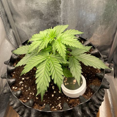 Gorilla Glue Auto growlog timeline photo