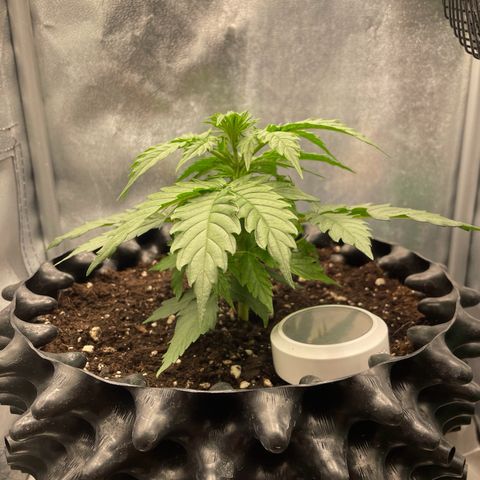 Gorilla Glue Auto growlog timeline photo