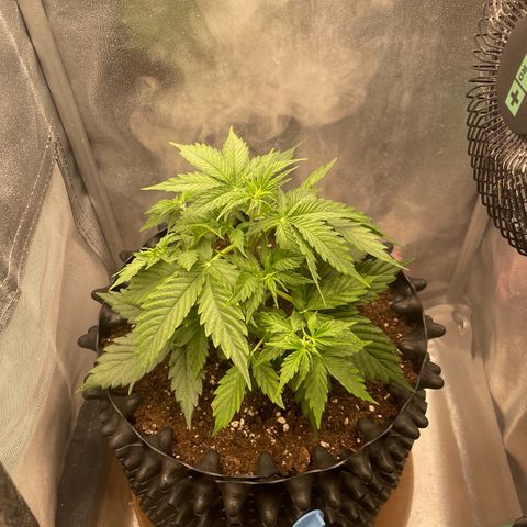 Gorilla Glue Auto growlog timeline photo