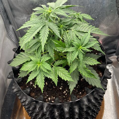 Gorilla Glue Auto growlog timeline photo