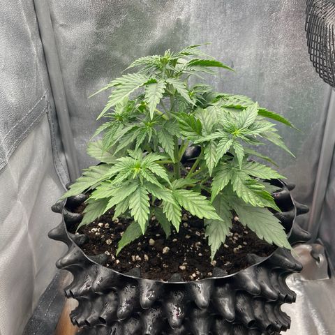 Gorilla Glue Auto growlog timeline photo