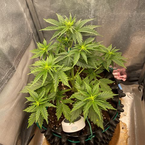Gorilla Glue Auto growlog timeline photo