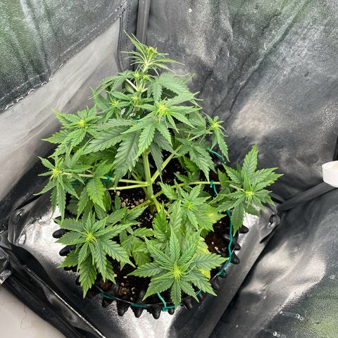 Gorilla Glue Auto growlog timeline photo