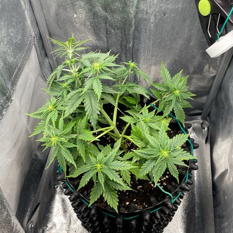 Gorilla Glue Auto growlog timeline photo