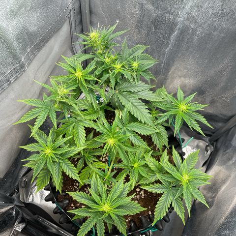 Gorilla Glue Auto growlog timeline photo