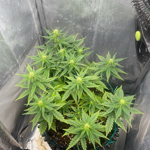 Gorilla Glue Auto growlog photo: Showing mild signs of deficiencies, most likeely magnesium. Tap water in my location seems to be not ideal..