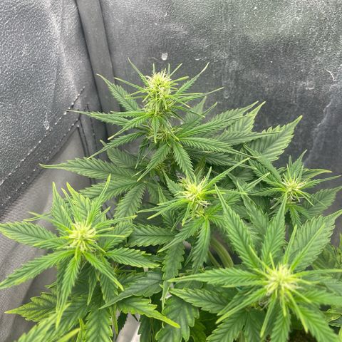 Gorilla Glue Auto growlog photo: Showing mild signs of deficiencies, most likeely magnesium. Tap water in my location seems to be not ideal..