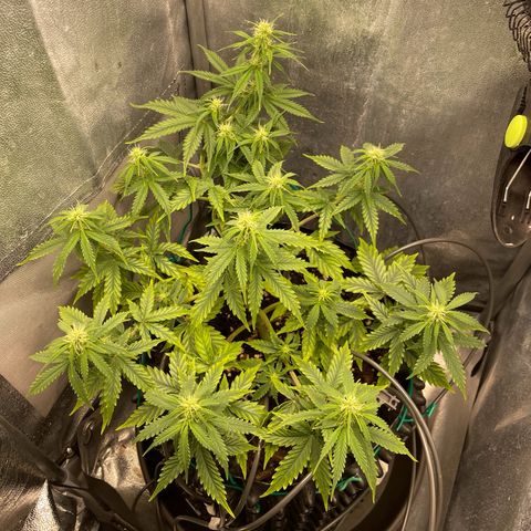 Gorilla Glue Auto growlog timeline photo