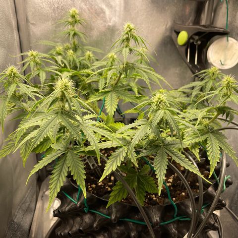 Gorilla Glue Auto growlog timeline photo