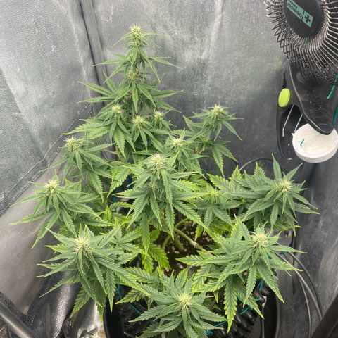 Gorilla Glue Auto growlog timeline photo