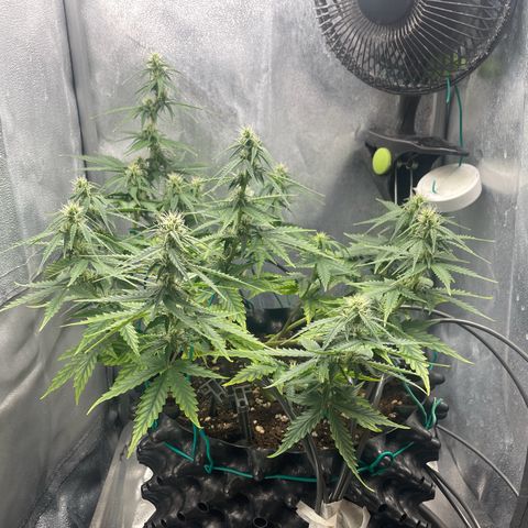 Gorilla Glue Auto growlog timeline photo