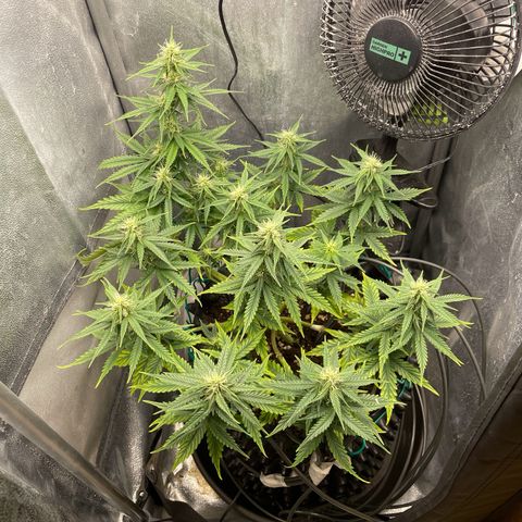 Gorilla Glue Auto growlog timeline photo