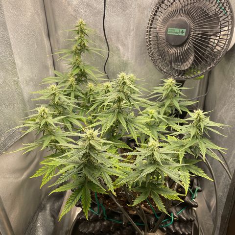 Gorilla Glue Auto growlog timeline photo