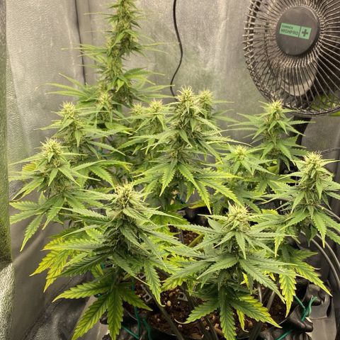 Gorilla Glue Auto growlog timeline photo