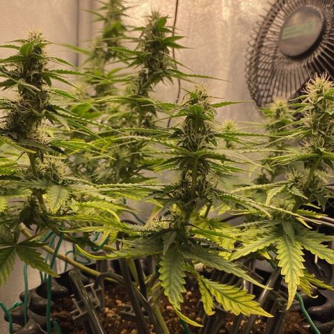 Gorilla Glue Auto growlog timeline photo