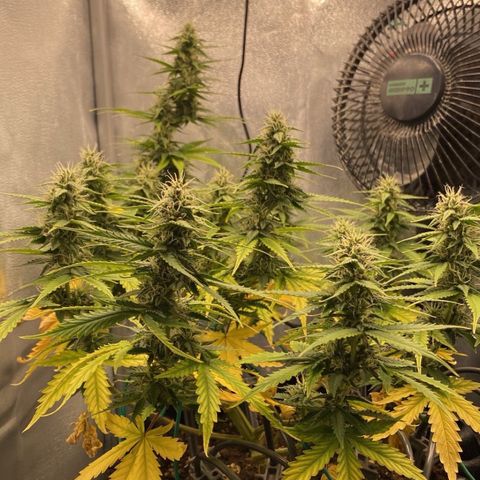 Gorilla Glue Auto growlog timeline photo