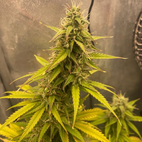 Gorilla Glue Auto growlog timeline photo