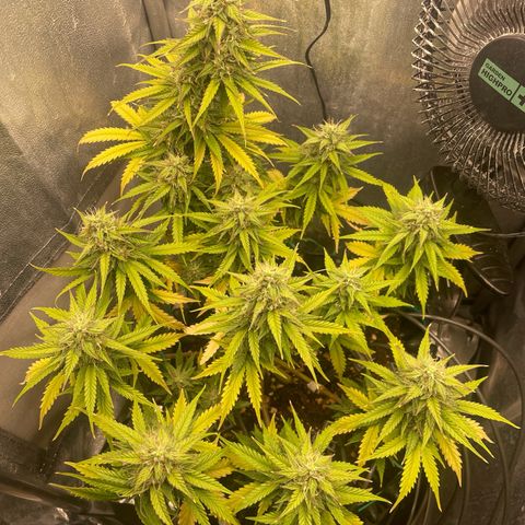 Gorilla Glue Auto growlog timeline photo