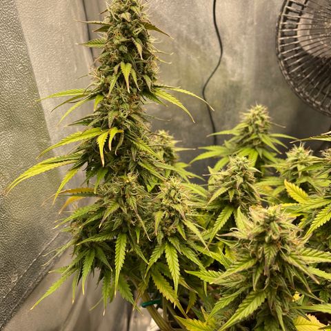 Gorilla Glue Auto growlog timeline photo