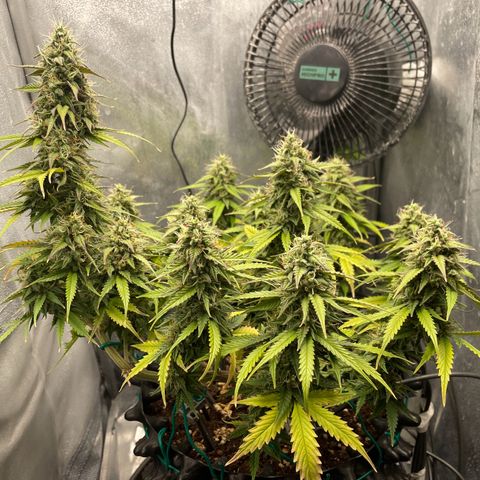 Gorilla Glue Auto growlog timeline photo