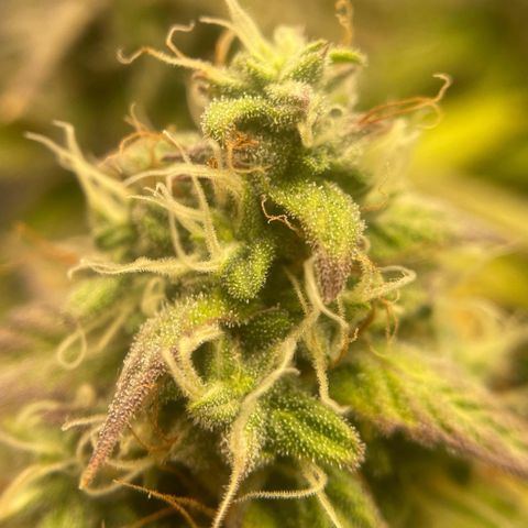 Gorilla Glue Auto growlog timeline photo