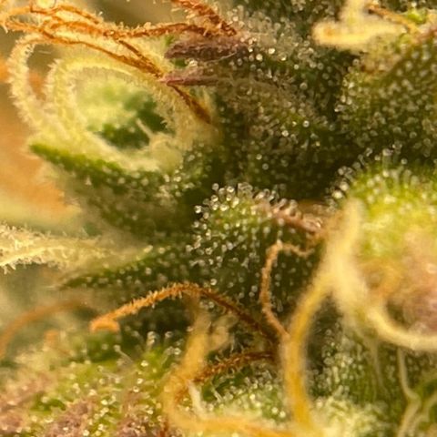 Gorilla Glue Auto growlog timeline photo