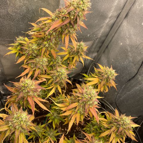 Gorilla Glue Auto growlog timeline photo