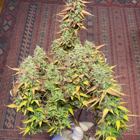 Gorilla Glue Auto growlog photo: 🥹