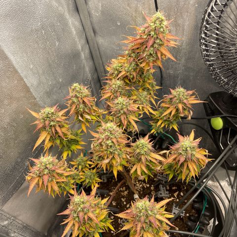 Gorilla Glue Auto growlog photo: 🥹