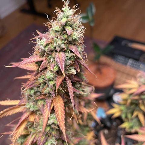 Gorilla Glue Auto growlog photo: 🥹