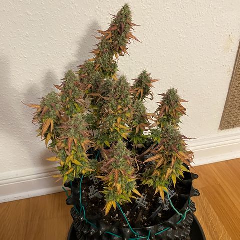Gorilla Glue Auto growlog photo: 🥹