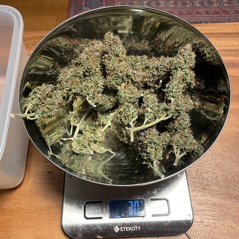 Gorilla Glue Auto growlog timeline photo