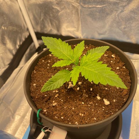 Gelato growlog timeline photo