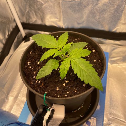 Gelato growlog timeline photo