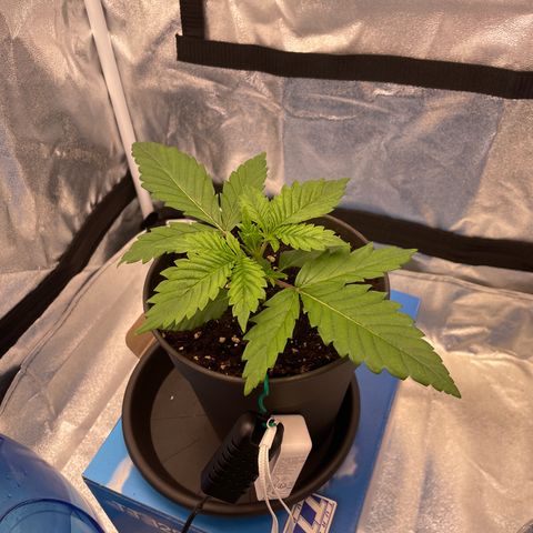Gelato growlog timeline photo