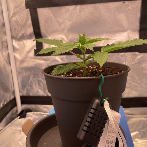 Gelato growlog timeline photo