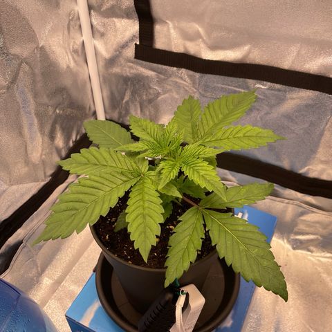 Gelato growlog timeline photo