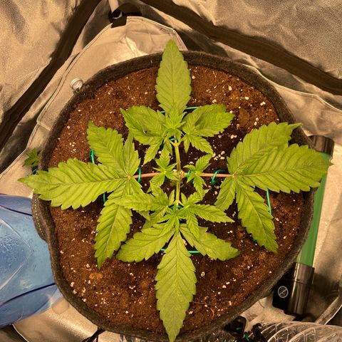 Gelato growlog photo: Mainlining started