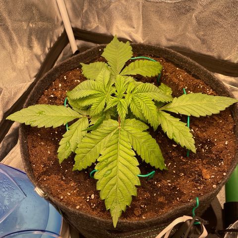 Gelato growlog photo: Mainlining started