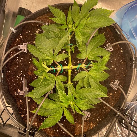 Gelato growlog timeline photo