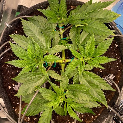 Gelato growlog timeline photo