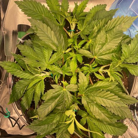 Gelato growlog timeline photo