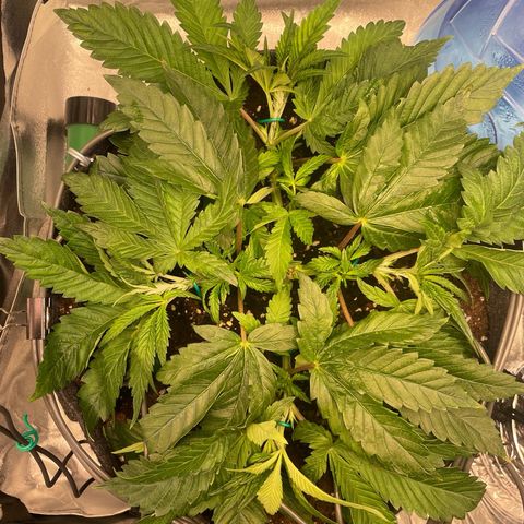 Gelato growlog photo: 4-->8 branches